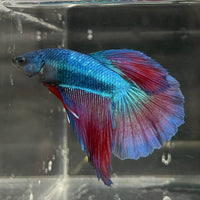 the-fish-farm Male Betta Male Betta - One Only - 2 Choose your favourite Male Betta from The Fish Farm Australia