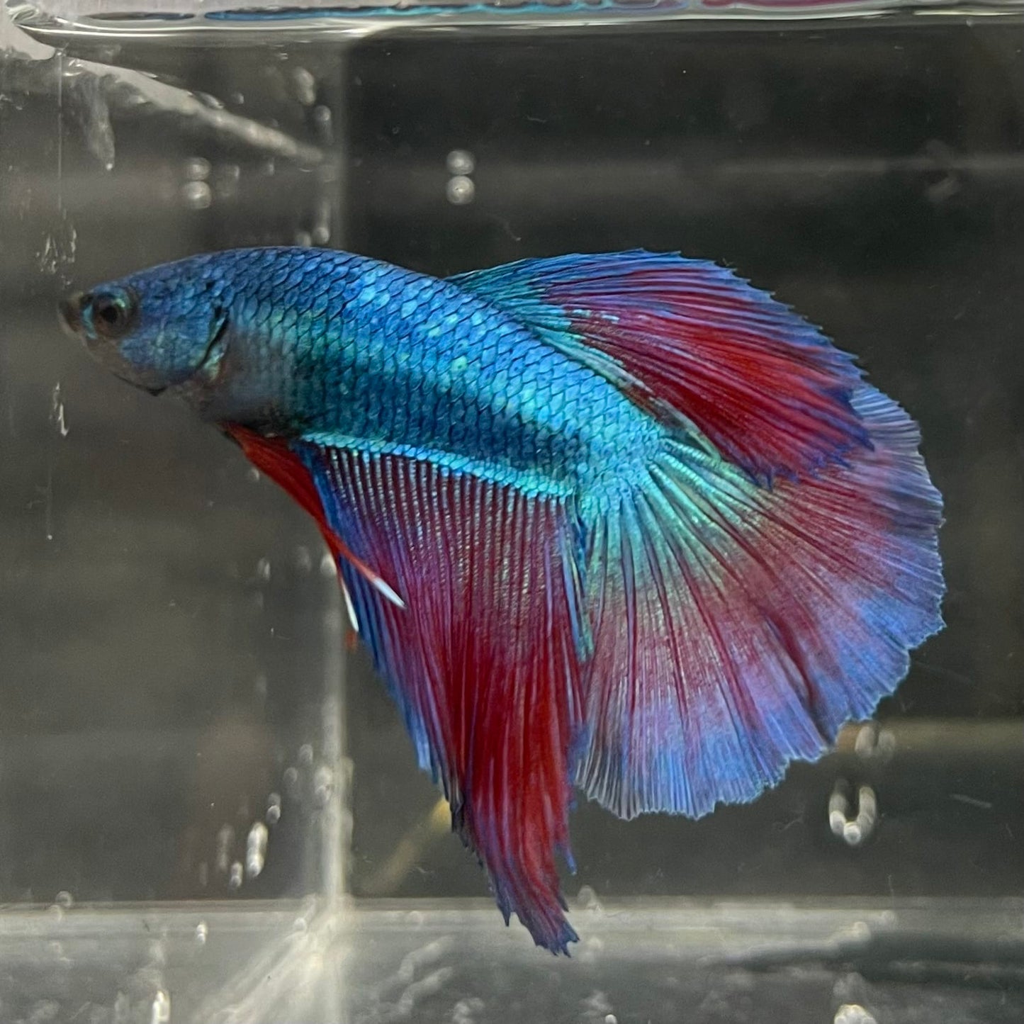the-fish-farm Male Betta Male Betta - One Only - 2 Choose your favourite Male Betta from The Fish Farm Australia