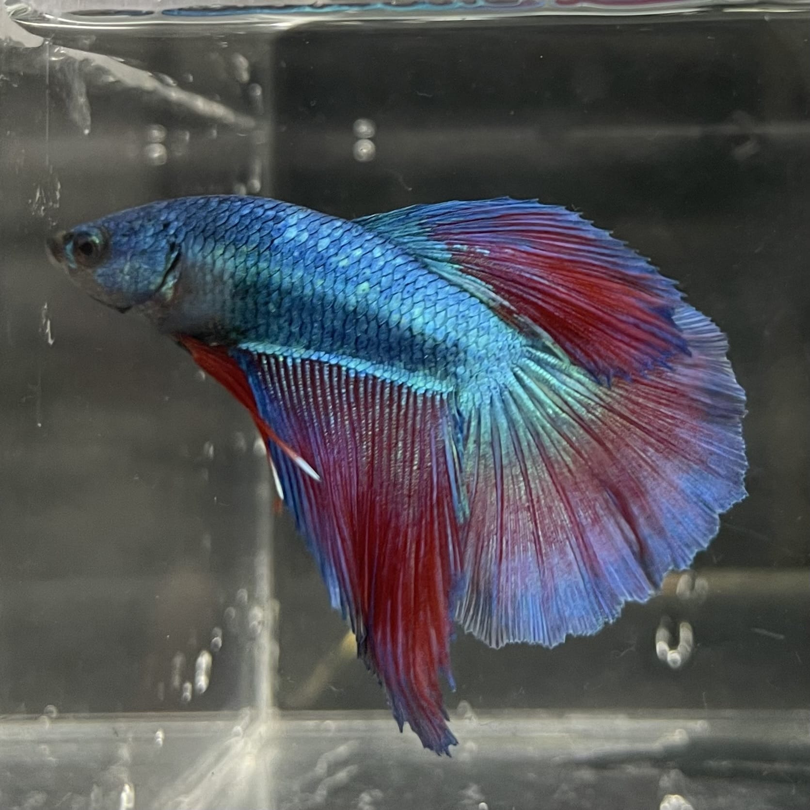 the-fish-farm Male Betta Male Betta - One Only - 2 Choose your favourite Male Betta from The Fish Farm Australia