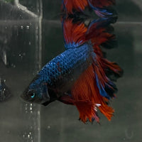 the-fish-farm Male Betta Male Betta - One Only - 2 Choose your favourite Male Betta from The Fish Farm Australia