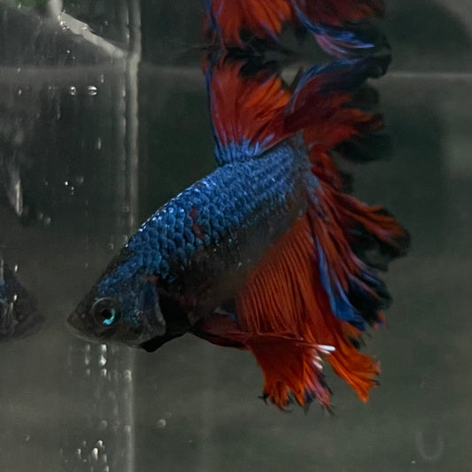 the-fish-farm Male Betta Male Betta - One Only - 2 Choose your favourite Male Betta from The Fish Farm Australia