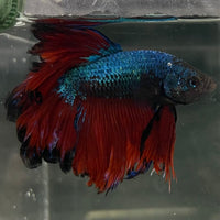 the-fish-farm Male Betta Male Betta - One Only - 2 Choose your favourite Male Betta from The Fish Farm Australia
