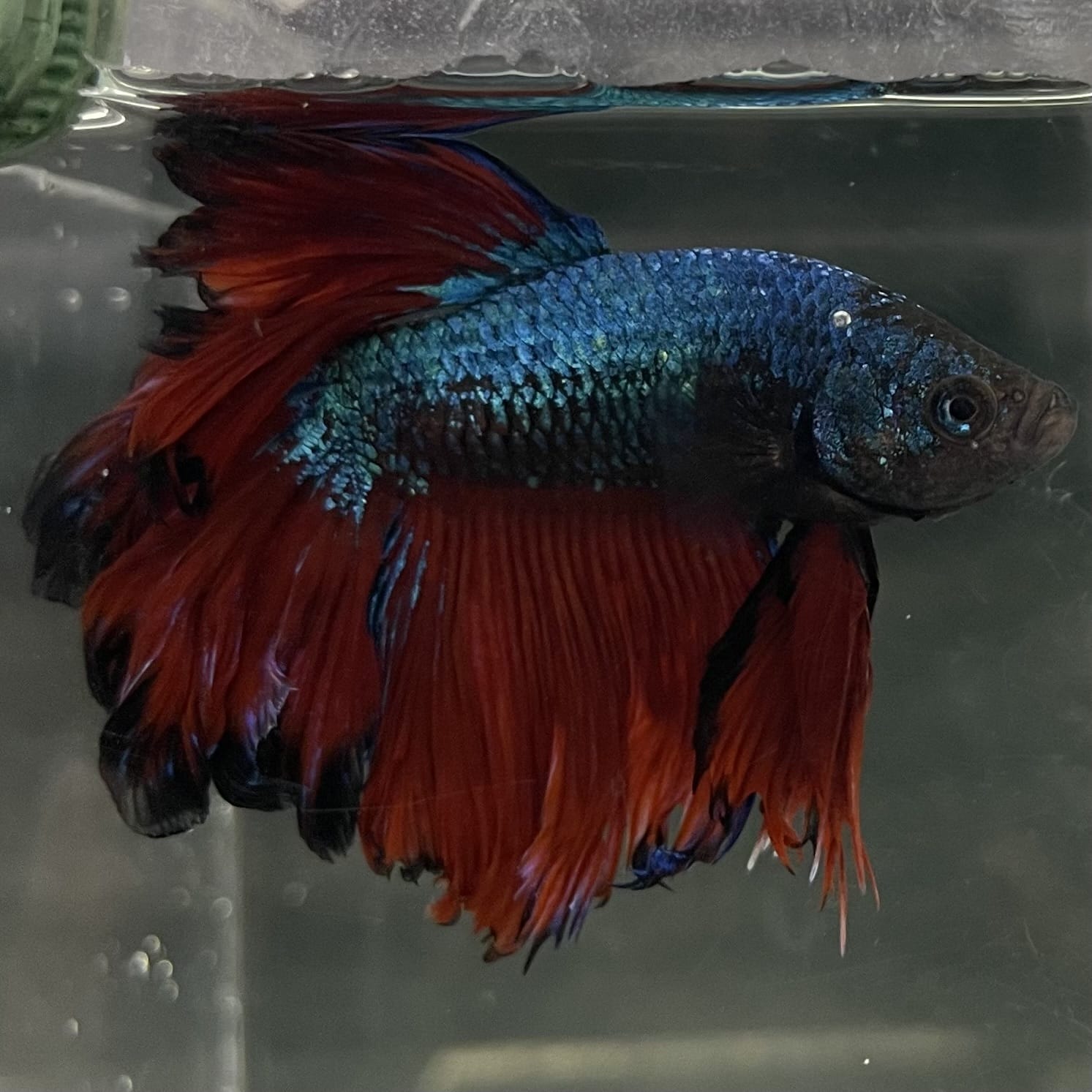 the-fish-farm Male Betta Male Betta - One Only - 2 Choose your favourite Male Betta from The Fish Farm Australia