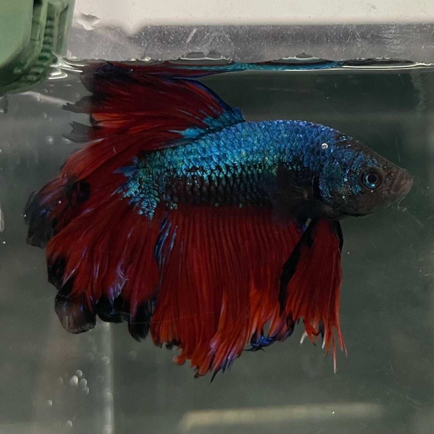 the-fish-farm Male Betta Male Betta - One Only - 2 Choose your favourite Male Betta from The Fish Farm Australia
