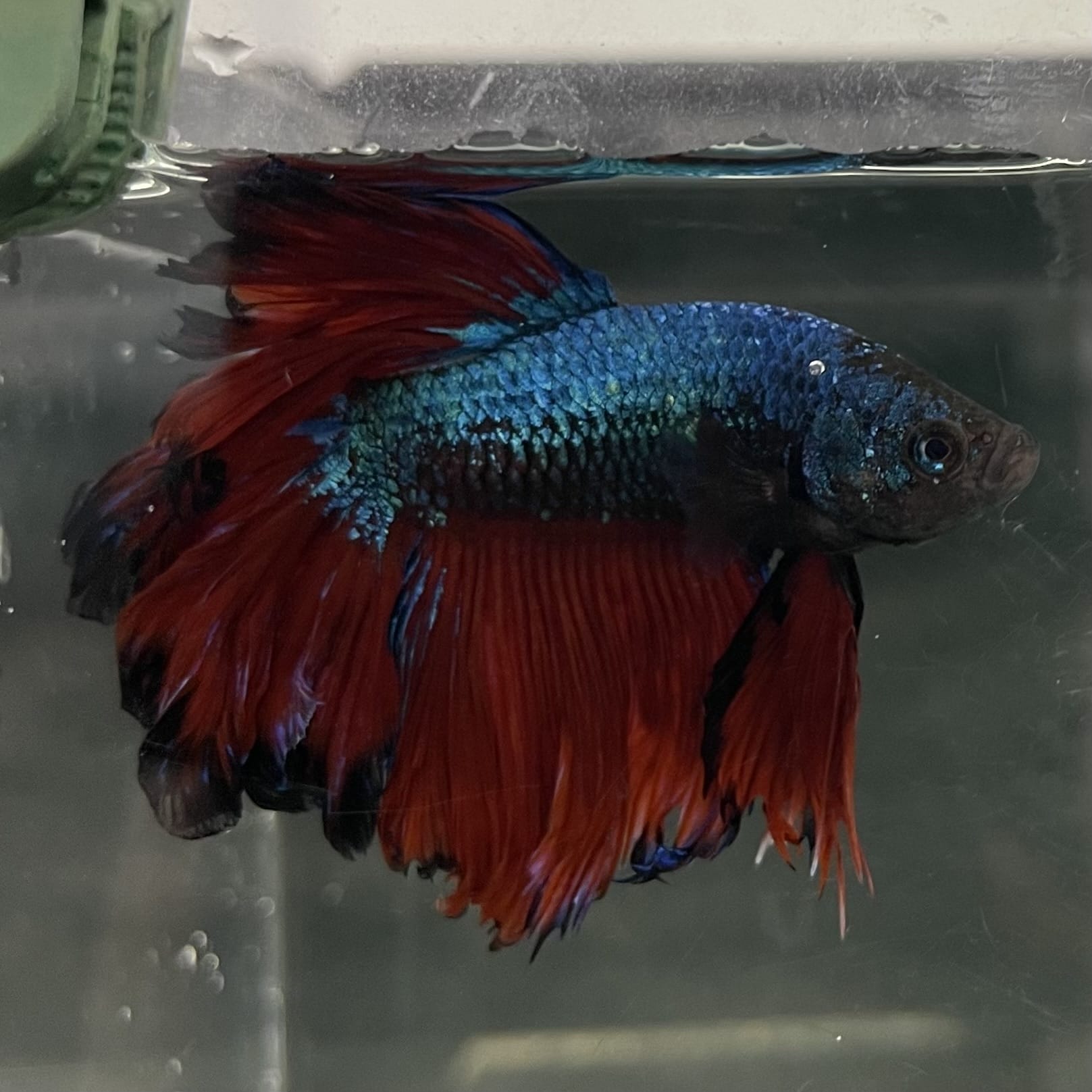 the-fish-farm Male Betta Male Betta - One Only - 2 Choose your favourite Male Betta from The Fish Farm Australia