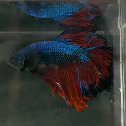 the-fish-farm Male Betta Male Betta - One Only - 2 Choose your favourite Male Betta from The Fish Farm Australia