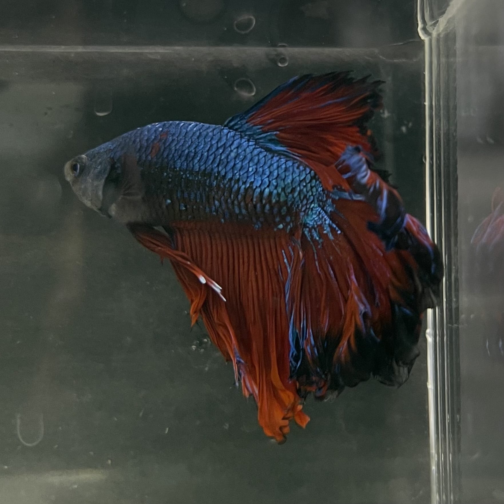 the-fish-farm Male Betta Male Betta - One Only - 2 Choose your favourite Male Betta from The Fish Farm Australia