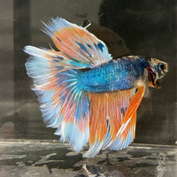 the-fish-farm Male Betta Male Betta - One Only - 2 Choose your favourite Male Betta from The Fish Farm Australia