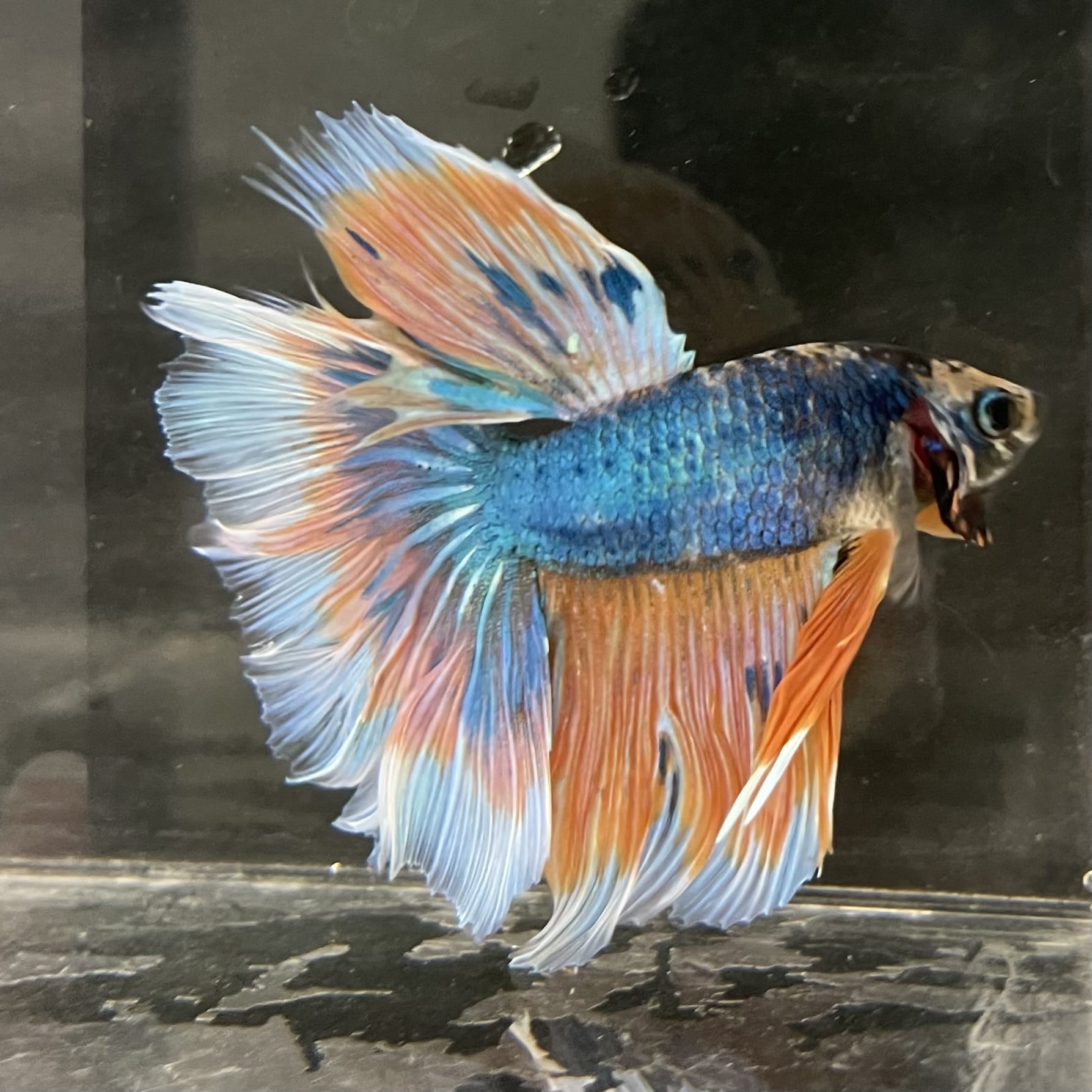 the-fish-farm Male Betta Male Betta - One Only - 2 Choose your favourite Male Betta from The Fish Farm Australia