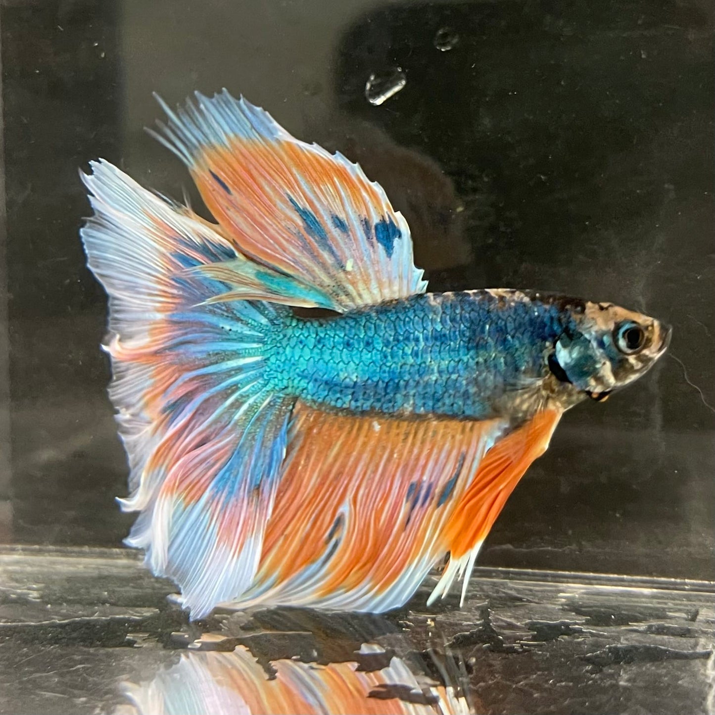 the-fish-farm Male Betta Male Betta - One Only - 2 Choose your favourite Male Betta from The Fish Farm Australia