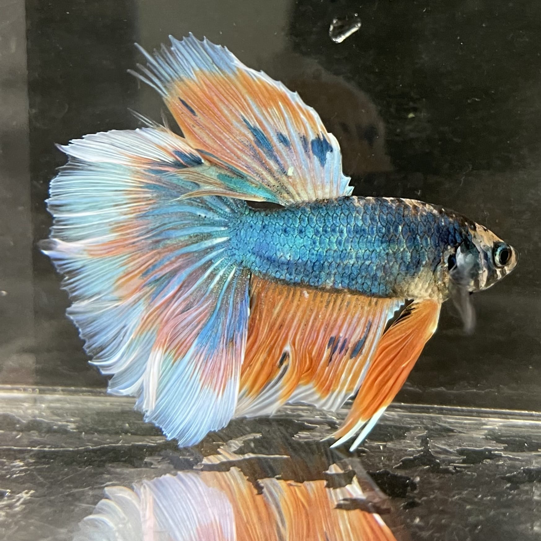 the-fish-farm Male Betta Male Betta - One Only - 2 Choose your favourite Male Betta from The Fish Farm Australia