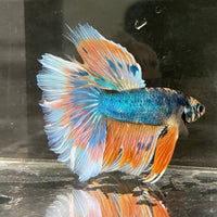 the-fish-farm Male Betta Male Betta - One Only - 2 Choose your favourite Male Betta from The Fish Farm Australia