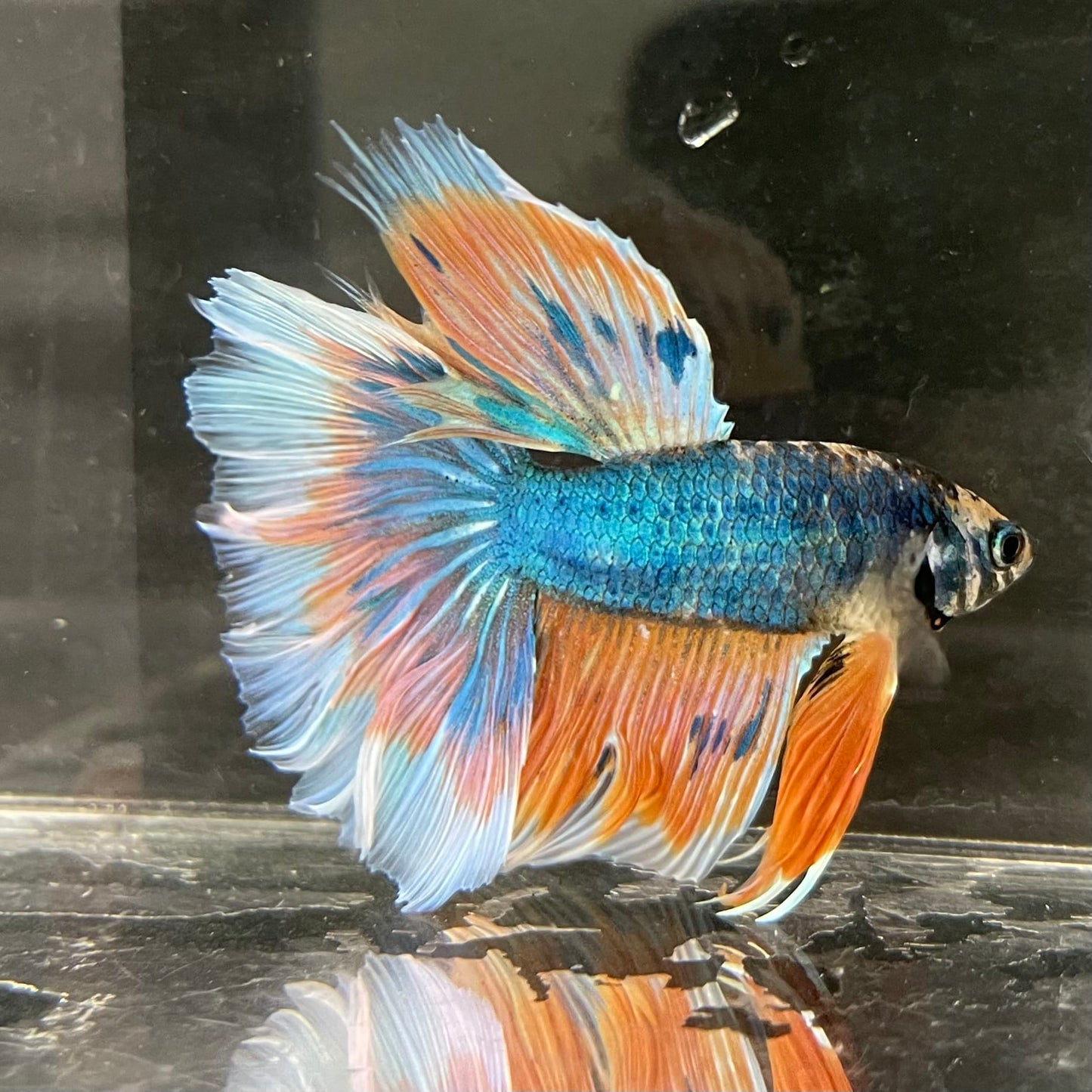 the-fish-farm Male Betta Male Betta - One Only - 2 Choose your favourite Male Betta from The Fish Farm Australia