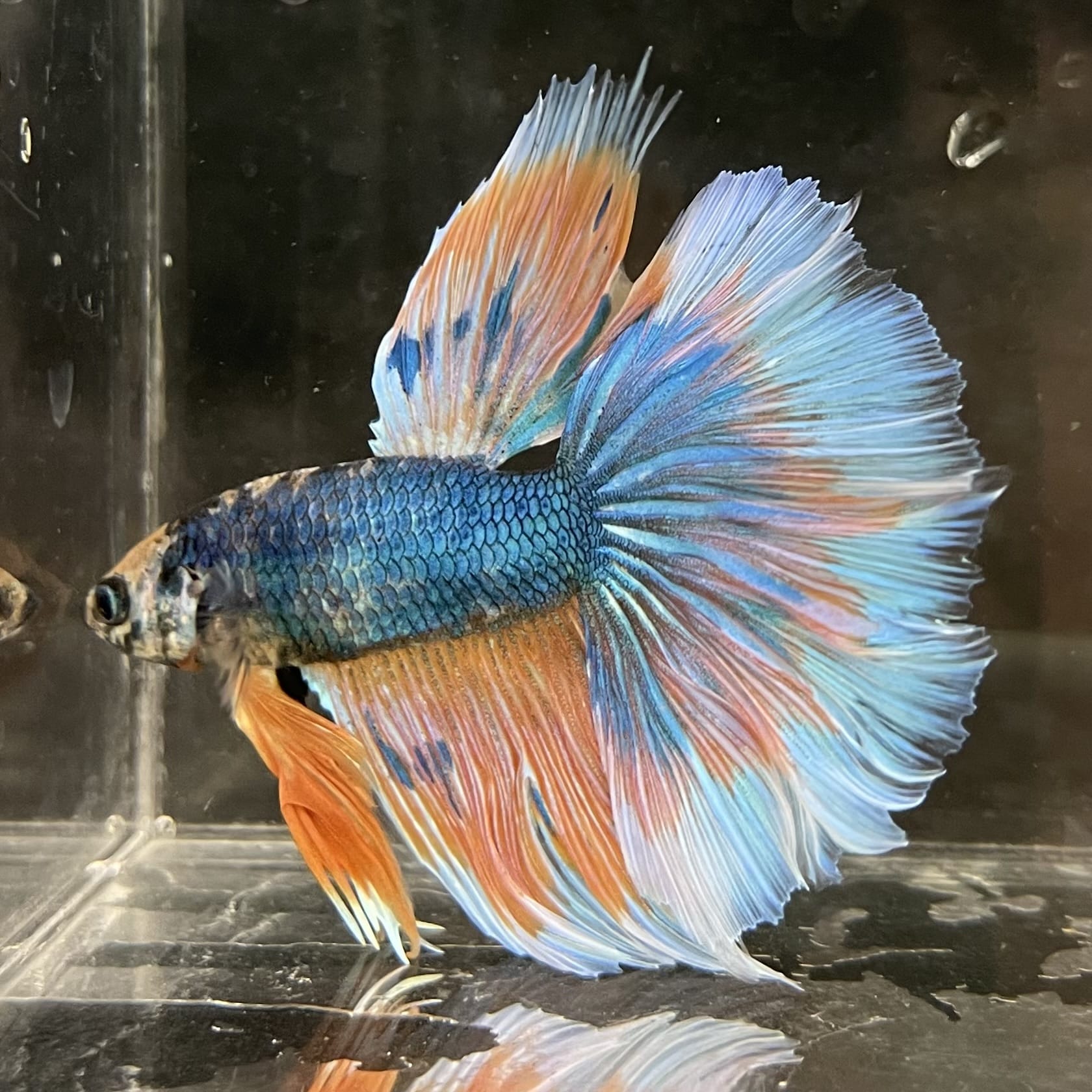 the-fish-farm Male Betta Male Betta - One Only - 2 Choose your favourite Male Betta from The Fish Farm Australia