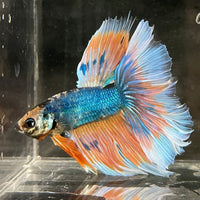 the-fish-farm Male Betta Male Betta - One Only - 2 Choose your favourite Male Betta from The Fish Farm Australia