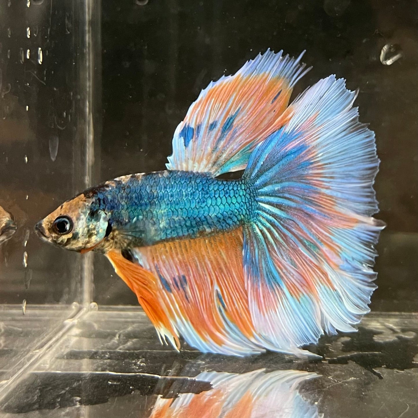 the-fish-farm Male Betta Male Betta - One Only - 2 Choose your favourite Male Betta from The Fish Farm Australia