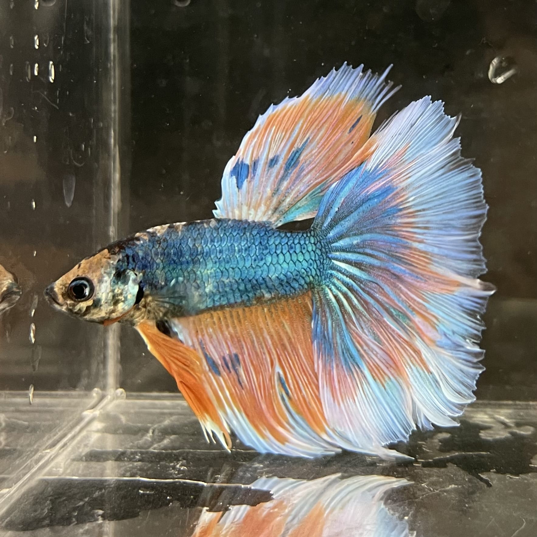 the-fish-farm Male Betta Male Betta - One Only - 2 Choose your favourite Male Betta from The Fish Farm Australia