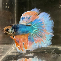 the-fish-farm Male Betta Male Betta - One Only - 2 Choose your favourite Male Betta from The Fish Farm Australia