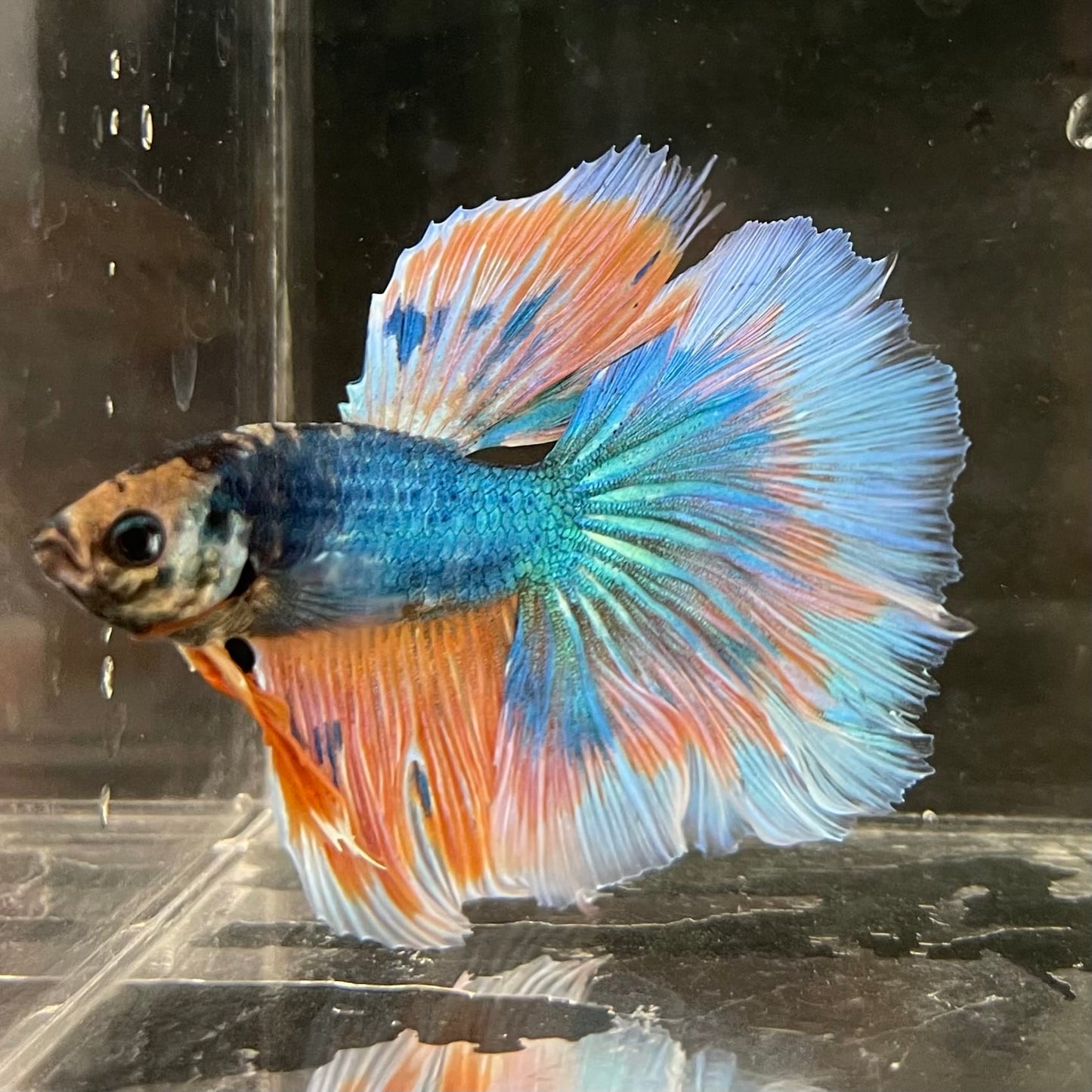 the-fish-farm Male Betta Male Betta - One Only - 2 Choose your favourite Male Betta from The Fish Farm Australia