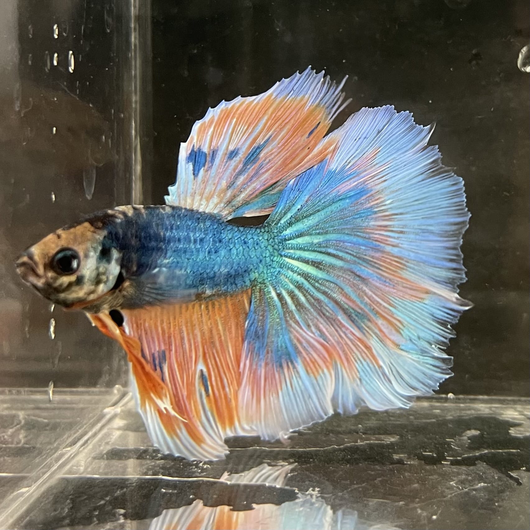 the-fish-farm Male Betta Male Betta - One Only - 2 Choose your favourite Male Betta from The Fish Farm Australia