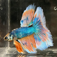 the-fish-farm Male Betta Male Betta - One Only - 2 Choose your favourite Male Betta from The Fish Farm Australia