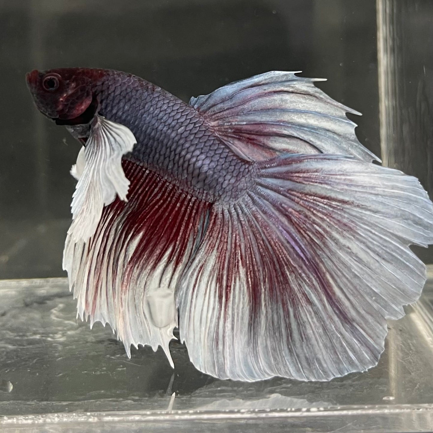 the-fish-farm Male Betta Male Betta - One Only - 2 Choose your favourite Male Betta from The Fish Farm Australia