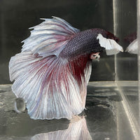 the-fish-farm Male Betta Male Betta - One Only - 2 Choose your favourite Male Betta from The Fish Farm Australia