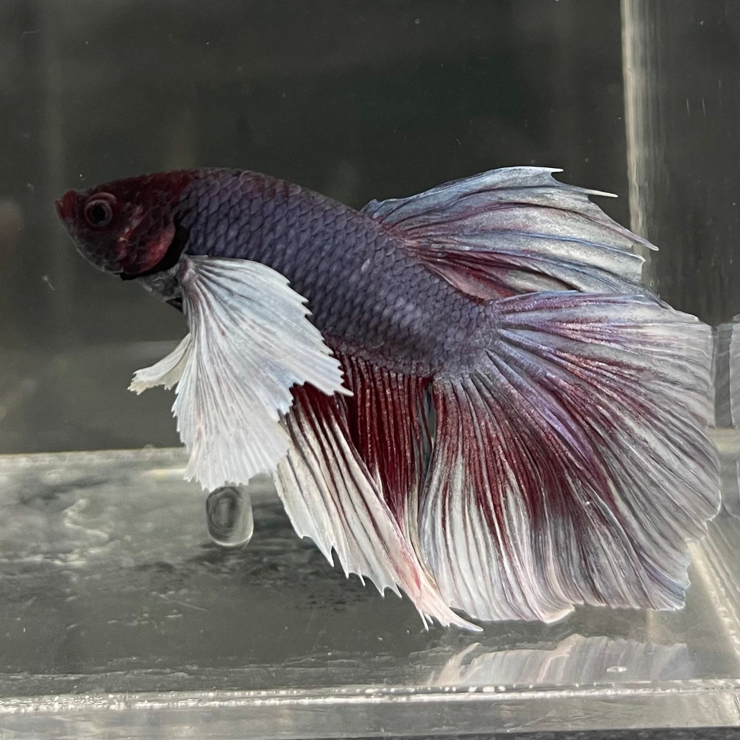 the-fish-farm Male Betta Male Betta - One Only - 2 Choose your favourite Male Betta from The Fish Farm Australia