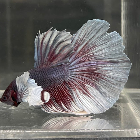 the-fish-farm Male Betta Male Betta - One Only - 2 Choose your favourite Male Betta from The Fish Farm Australia
