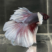 the-fish-farm Male Betta Male Betta - One Only - 2 Choose your favourite Male Betta from The Fish Farm Australia
