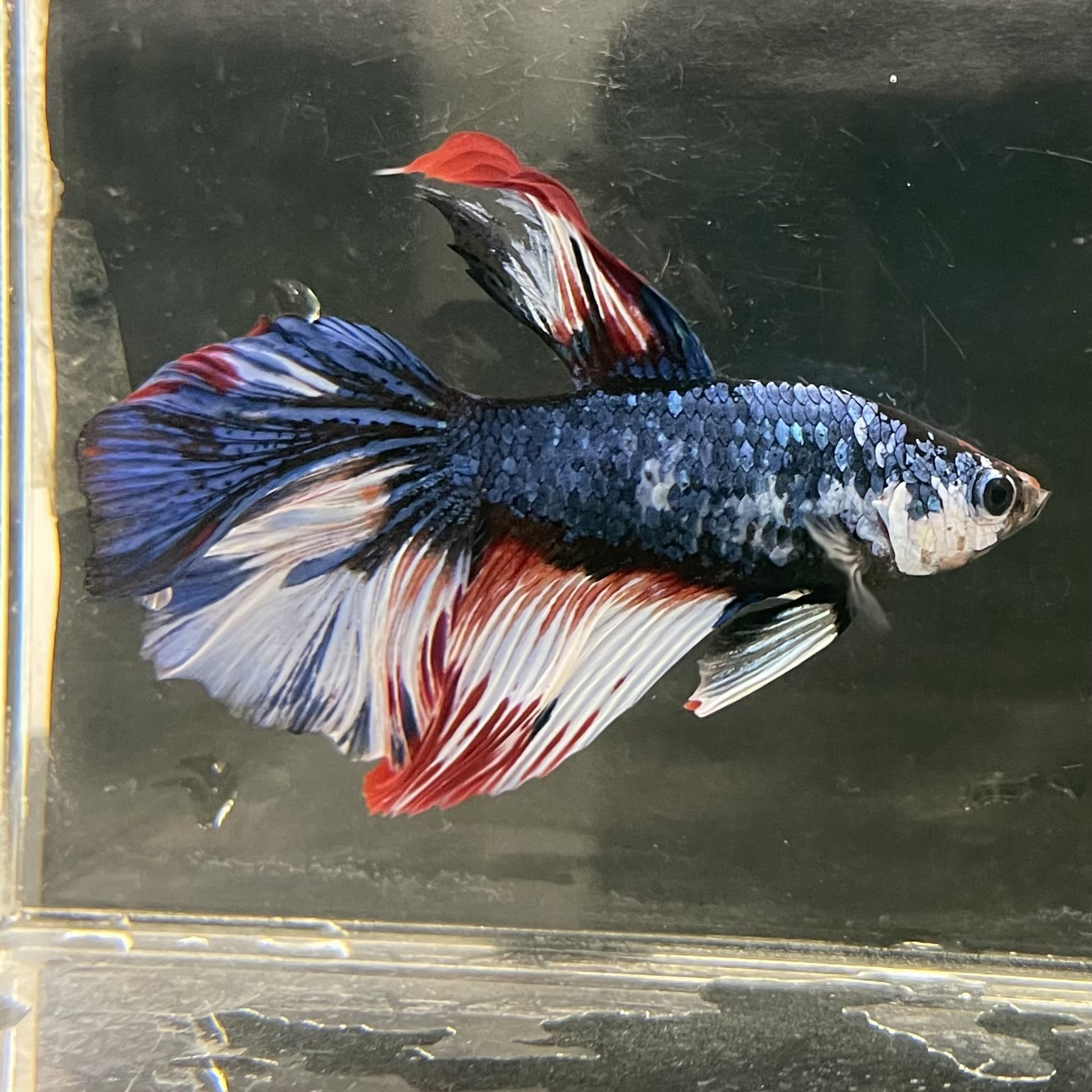 the-fish-farm Male Betta Male Betta - One Only - 2 Choose your favourite Male Betta from The Fish Farm Australia