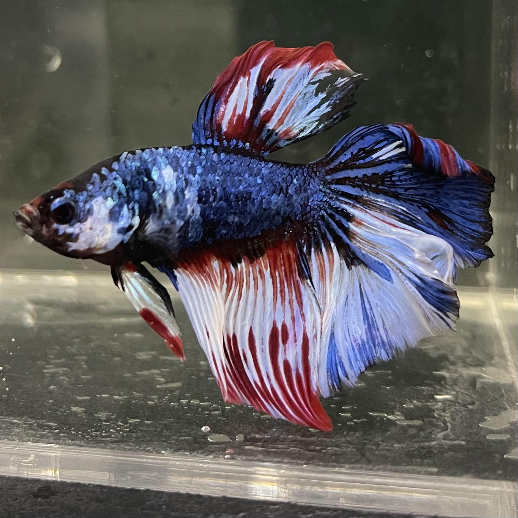 the-fish-farm Male Betta Male Betta - One Only - 2 Choose your favourite Male Betta from The Fish Farm Australia