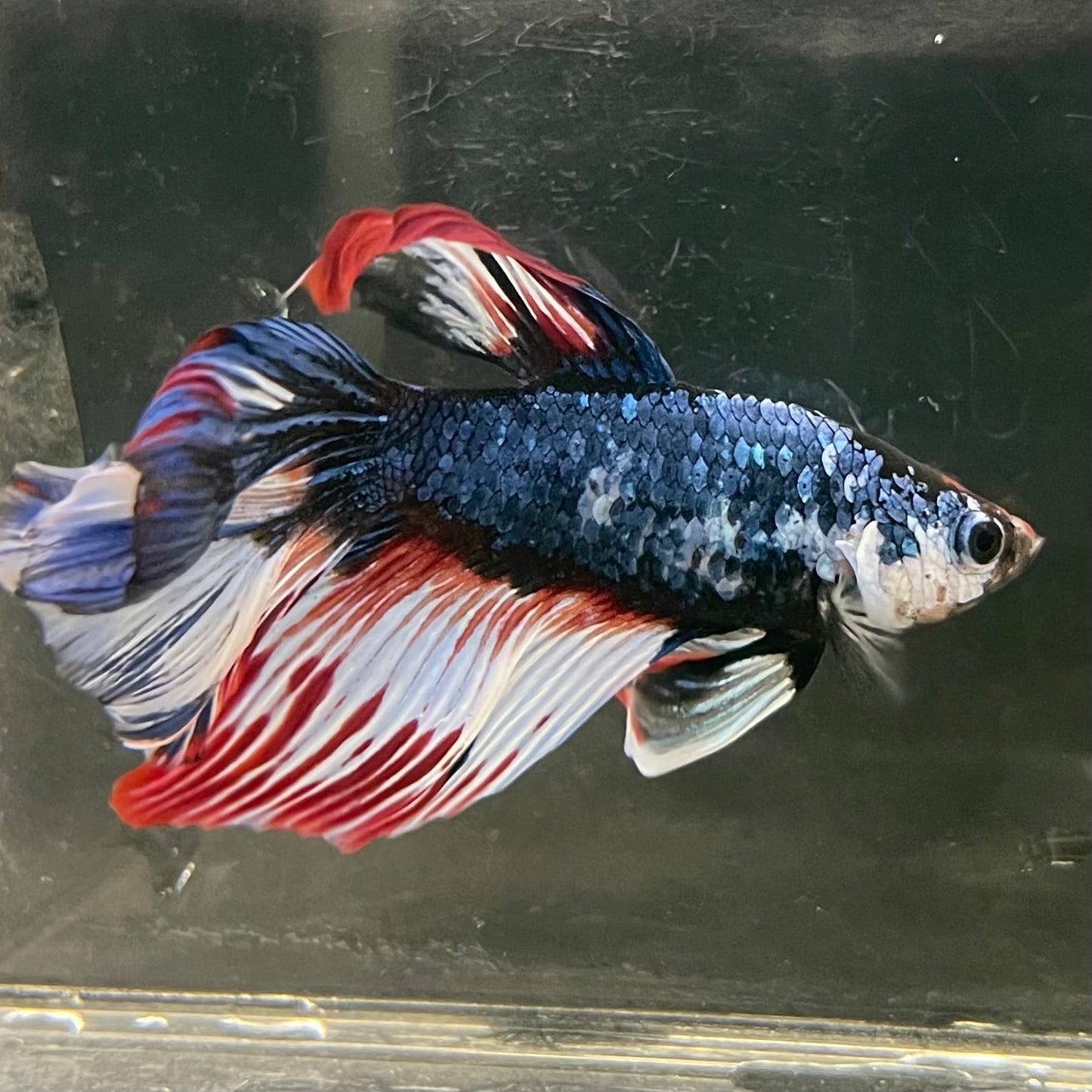the-fish-farm Male Betta Male Betta - One Only - 2 Choose your favourite Male Betta from The Fish Farm Australia