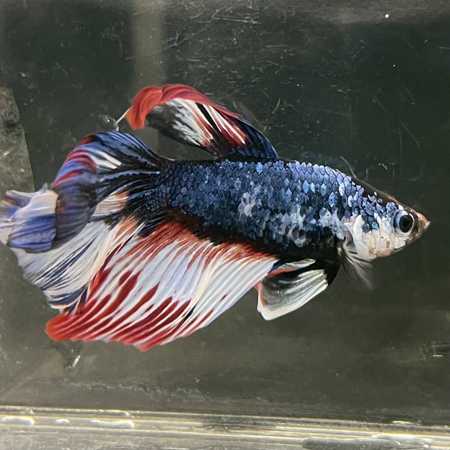 the-fish-farm Male Betta Male Betta - One Only - 2 Choose your favourite Male Betta from The Fish Farm Australia