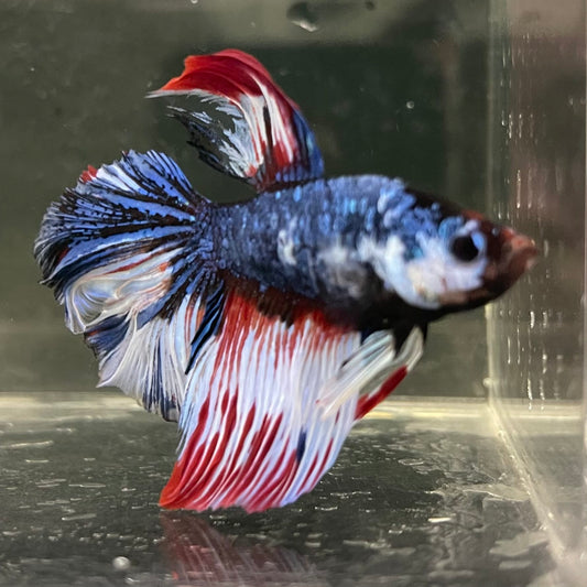 the-fish-farm Male Betta Male Betta - One Only - 2 Choose your favourite Male Betta from The Fish Farm Australia