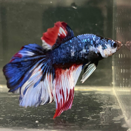 the-fish-farm Male Betta Male Betta - One Only - 2 Choose your favourite Male Betta from The Fish Farm Australia