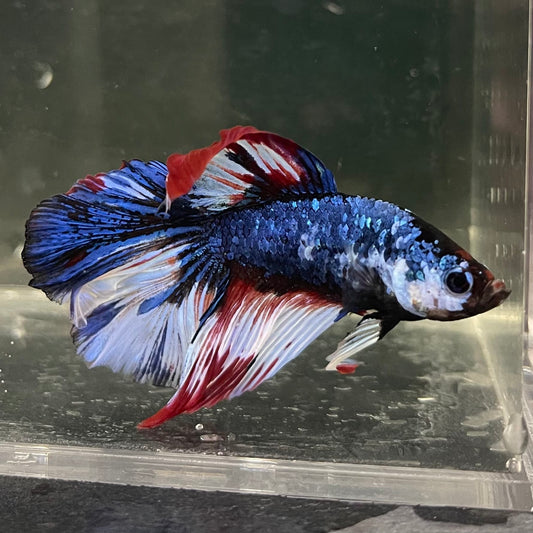 the-fish-farm Male Betta Male Betta - One Only - 2 Choose your favourite Male Betta from The Fish Farm Australia
