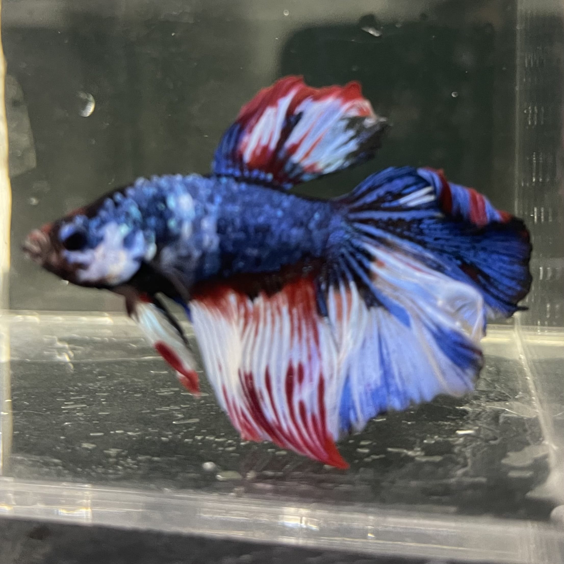 the-fish-farm Male Betta Male Betta - One Only - 2 Choose your favourite Male Betta from The Fish Farm Australia