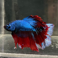 the-fish-farm Male Betta Male Betta - One Only - 2 Choose your favourite Male Betta from The Fish Farm Australia