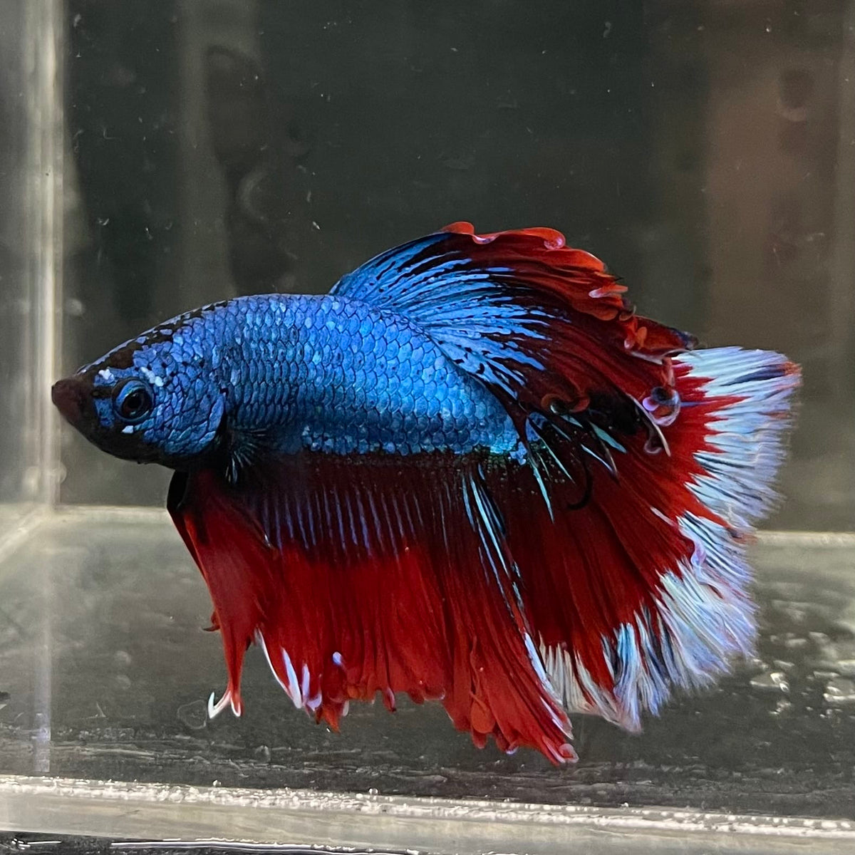 the-fish-farm Male Betta Male Betta - One Only - 2 Choose your favourite Male Betta from The Fish Farm Australia