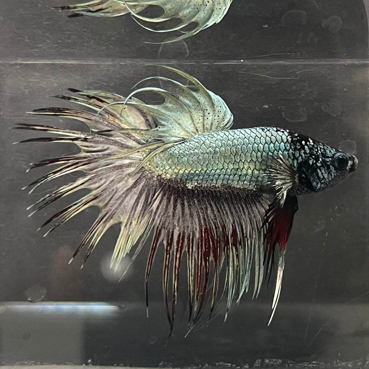 the-fish-farm Male Betta Male Betta - One Only - 2 Choose your favourite Male Betta from The Fish Farm Australia