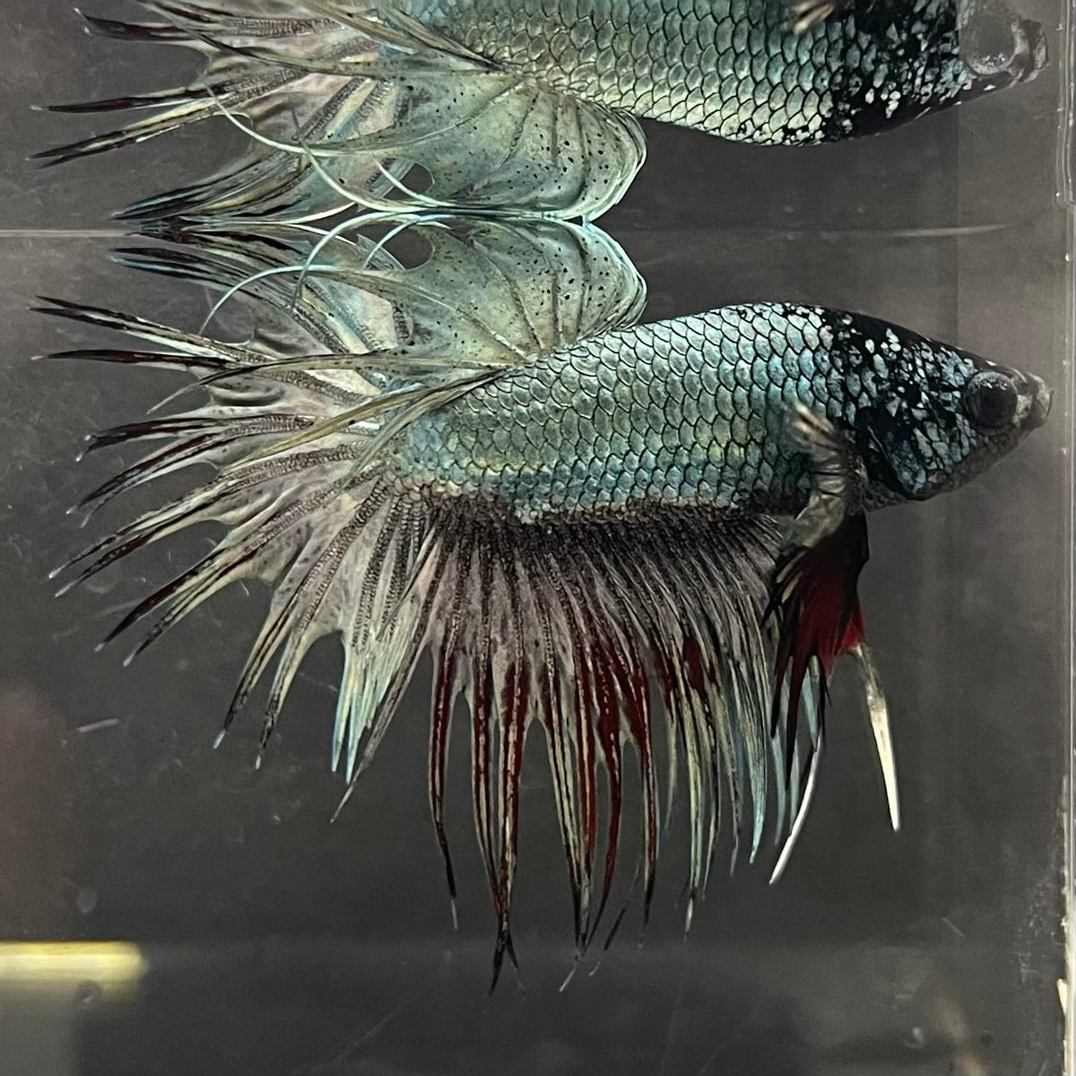 the-fish-farm Male Betta Male Betta - One Only - 2 Choose your favourite Male Betta from The Fish Farm Australia