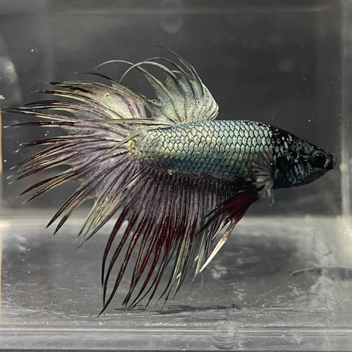the-fish-farm Male Betta Male Betta - One Only - 2 Choose your favourite Male Betta from The Fish Farm Australia