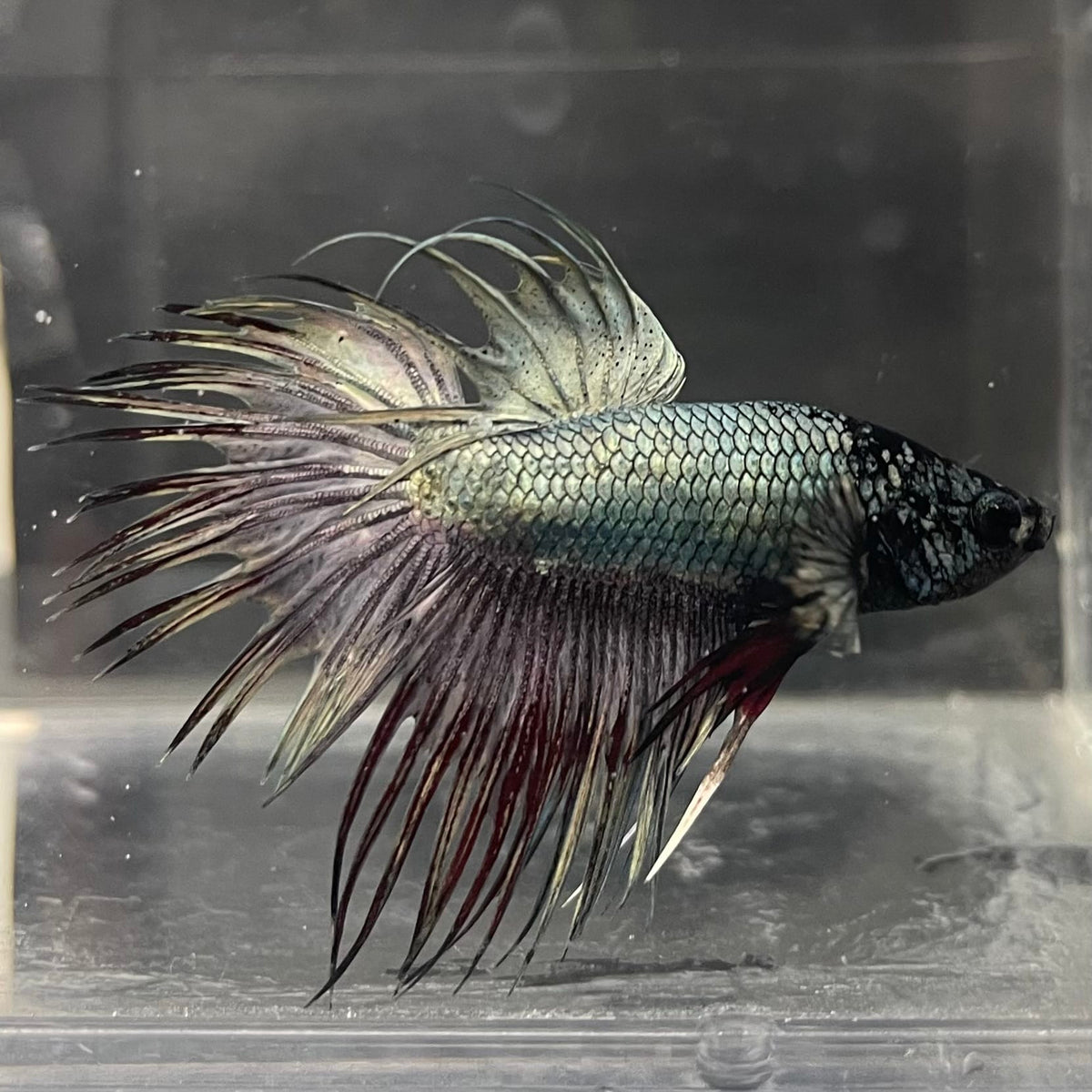 the-fish-farm Male Betta Male Betta - One Only - 2 Choose your favourite Male Betta from The Fish Farm Australia