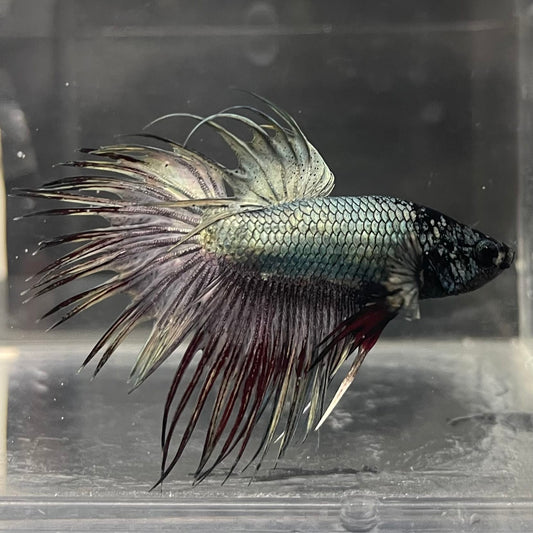 the-fish-farm Male Betta Male Betta - One Only - 2 Choose your favourite Male Betta from The Fish Farm Australia