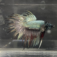 the-fish-farm Male Betta Male Betta - One Only - 2 Choose your favourite Male Betta from The Fish Farm Australia