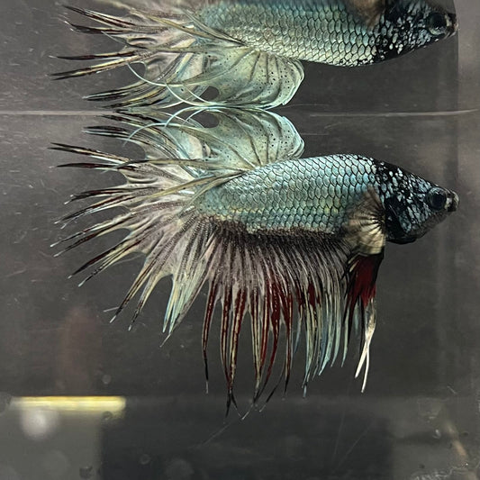 the-fish-farm Male Betta Male Betta - One Only - 2 Choose your favourite Male Betta from The Fish Farm Australia