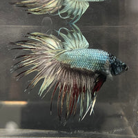 the-fish-farm Male Betta Male Betta - One Only - 2 Choose your favourite Male Betta from The Fish Farm Australia