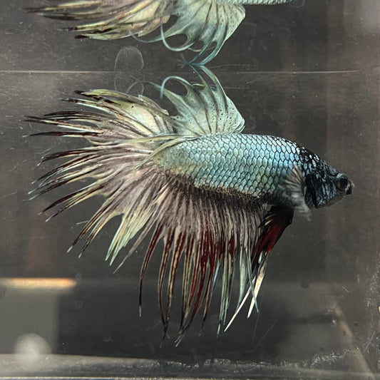 the-fish-farm Male Betta Male Betta - One Only - 2 Choose your favourite Male Betta from The Fish Farm Australia