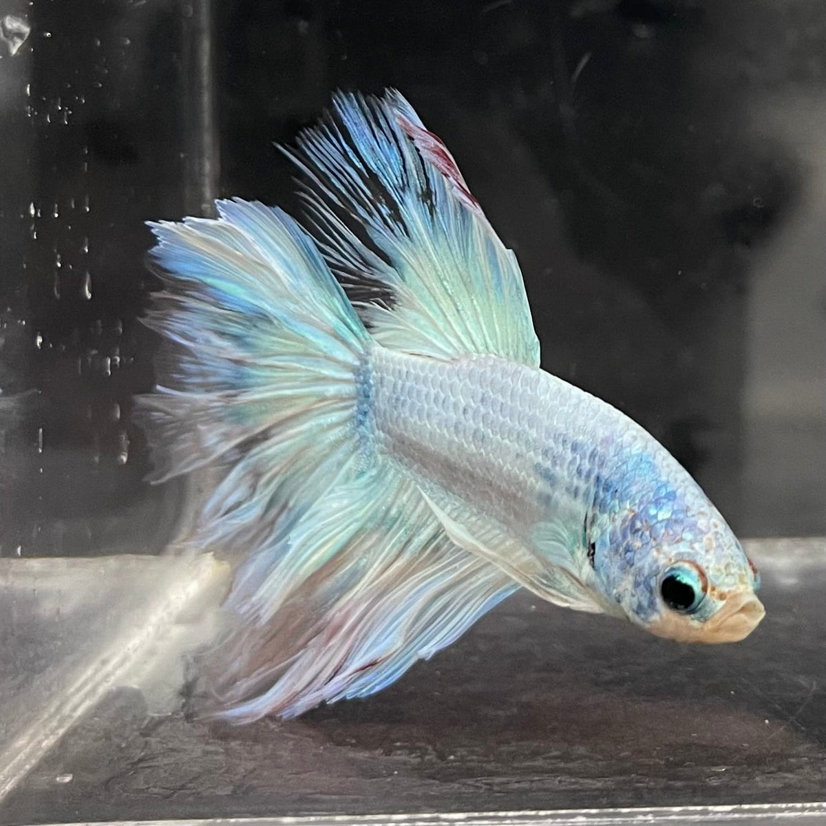 the-fish-farm Male Betta Male Betta - One Only - 2 Choose your favourite Male Betta from The Fish Farm Australia